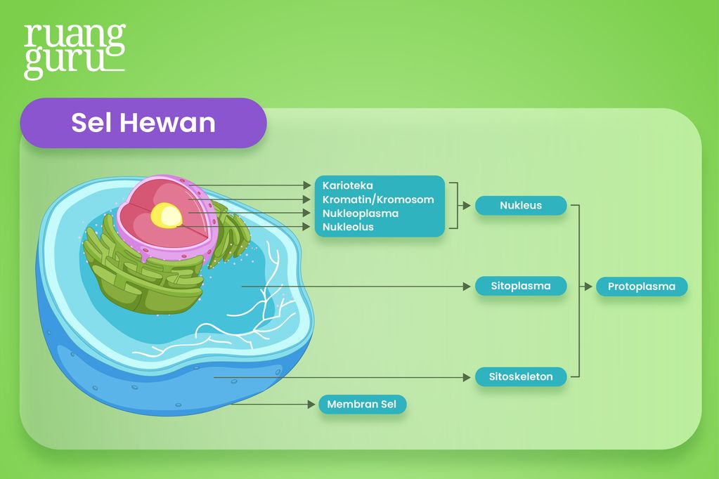 Struktur Sel Tumbuhan & Sel Hewan beserta Fungsinya